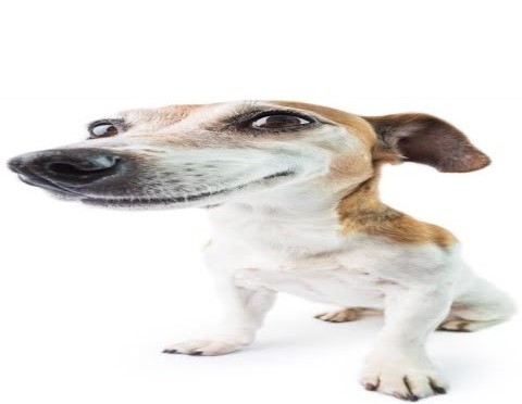 High Quality What da dog doin? Blank Meme Template