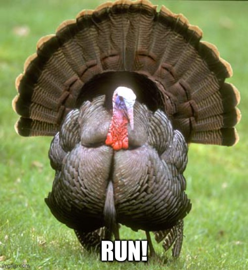 Turkey Meme | RUN! | image tagged in memes,turkey | made w/ Imgflip meme maker