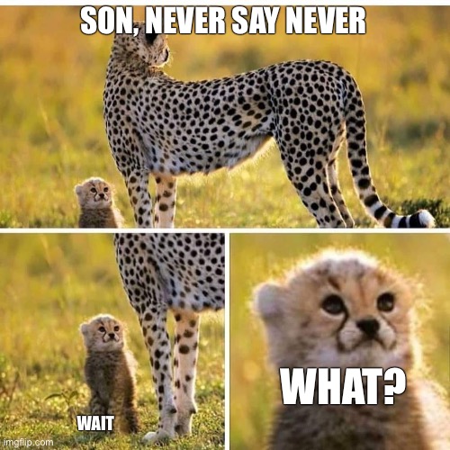 Huh? | SON, NEVER SAY NEVER; WHAT? WAIT | image tagged in cheetah mom with scared cub | made w/ Imgflip meme maker