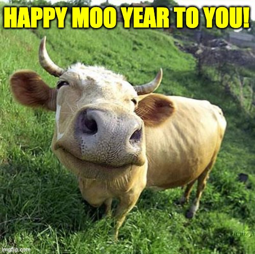 Happy New Year | HAPPY MOO YEAR TO YOU! | image tagged in cow | made w/ Imgflip meme maker
