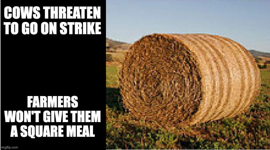 Vegans Celebrate | COWS THREATEN TO GO ON STRIKE; FARMERS WON'T GIVE THEM A SQUARE MEAL | image tagged in pun,joke,cows,squaremeal,farm | made w/ Imgflip meme maker
