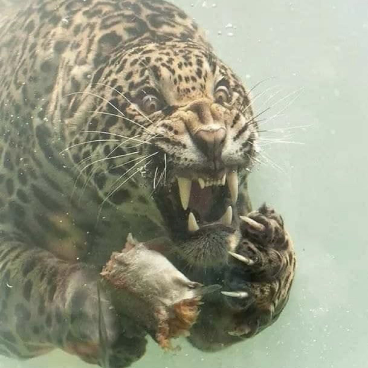 High Quality water cheetah Blank Meme Template