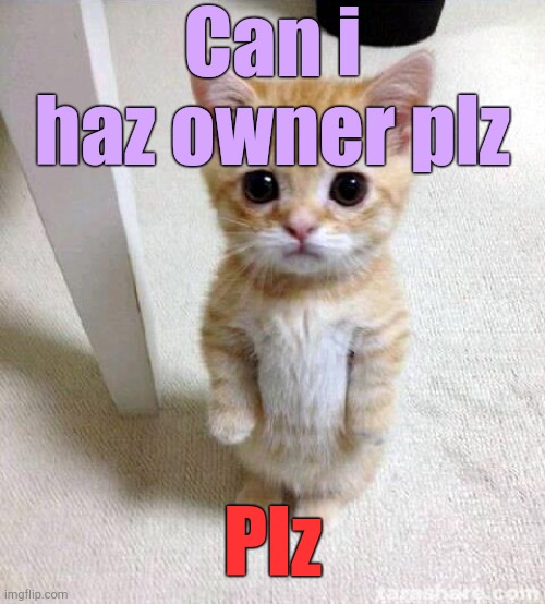 . | Can i haz owner plz; Plz | image tagged in memes,cute cat | made w/ Imgflip meme maker