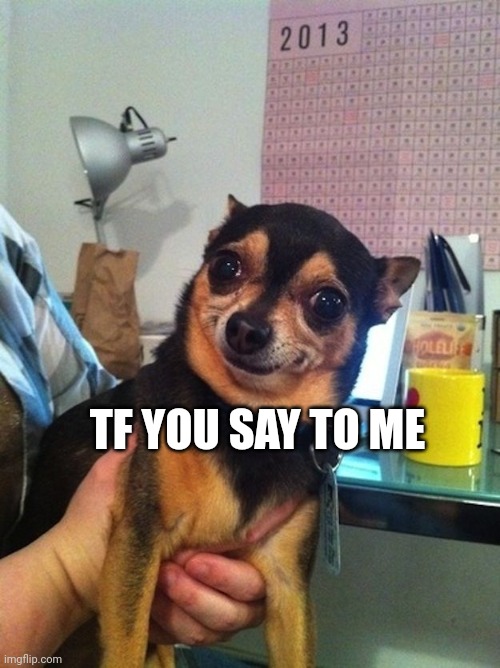 weird dog | TF YOU SAY TO ME | image tagged in weird dog,memes | made w/ Imgflip meme maker