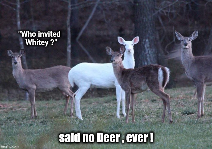 Why Racists are dumb as rocks | "Who invited
           Whitey ?"; said no Deer , ever ! | image tagged in colors,x x everywhere,mother nature,cats and dogs living together,see nobody cares | made w/ Imgflip meme maker