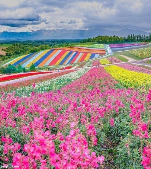 Flower fields in Furano , Japan | image tagged in flowers,multicolored,meanwhile in japan,beautiful nature | made w/ Imgflip meme maker