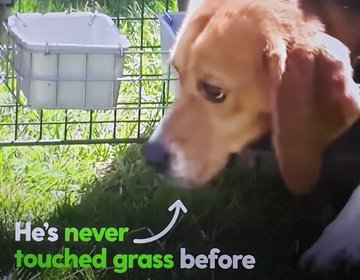 no touch grass; touched grass meme - Piñata Farms - The best meme generator  and meme maker for video & image memes