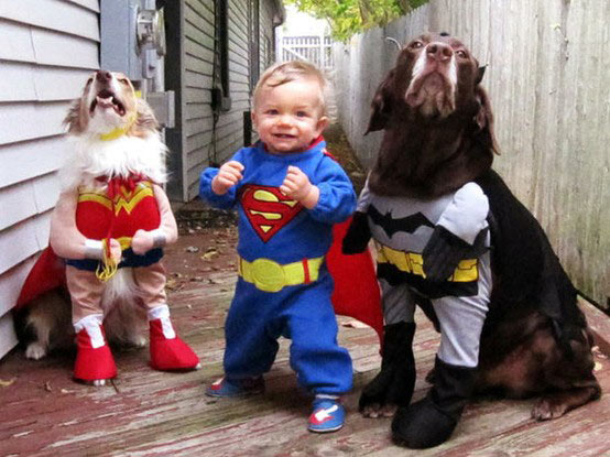 image tagged in animals,dogs,cute