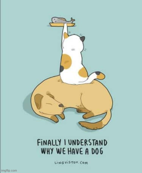 A Cat's Way Of Thinking | image tagged in memes,comics,cats,now,understand,dogs | made w/ Imgflip meme maker