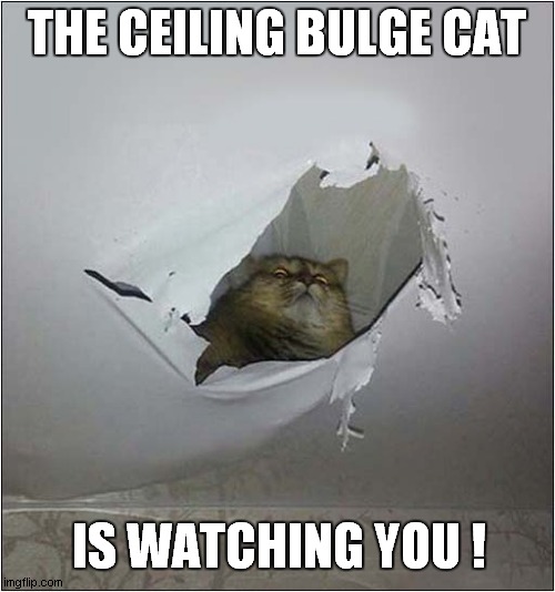 Be Aware ! | THE CEILING BULGE CAT; IS WATCHING YOU ! | image tagged in cats,ceiling cat,i'm watching you | made w/ Imgflip meme maker