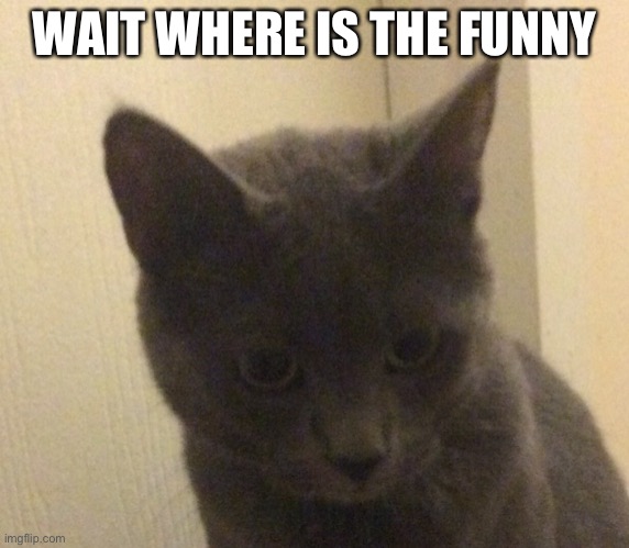Confused cat | WAIT WHERE IS THE FUNNY | image tagged in confused cat | made w/ Imgflip meme maker