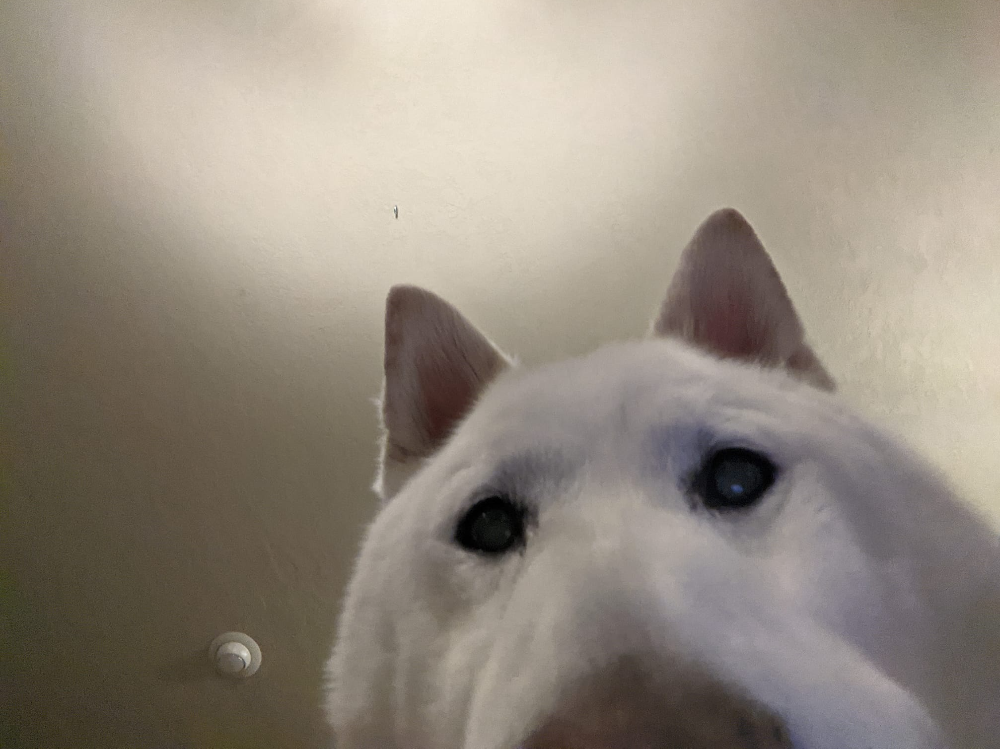 High Quality Shiba Dog Selfie Blank Meme Template