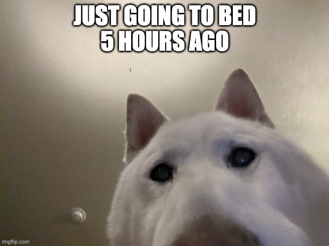 Shiba dog selfie | JUST GOING TO BED
5 HOURS AGO | image tagged in shiba dog selfie | made w/ Imgflip meme maker