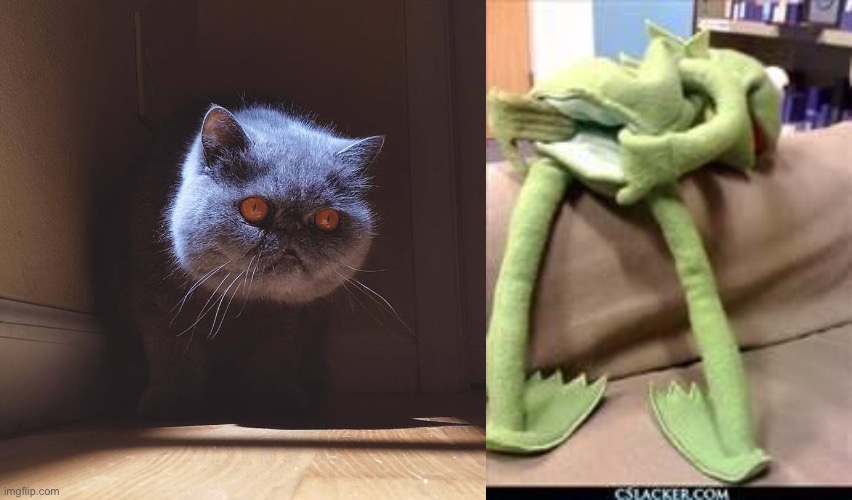 Gaze into the abyss | image tagged in floating cat head,gay kermit | made w/ Imgflip meme maker