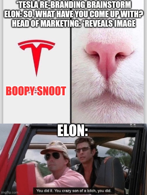Tesla re-branding brainstorm | *TESLA RE-BRANDING BRAINSTORM
ELON: SO, WHAT HAVE YOU COME UP WITH?
HEAD OF MARKETING: *REVEALS IMAGE; BOOPY SNOOT; ELON: | image tagged in you did it you crazy sob you did it,cat,tesla,elon,boopy snoot | made w/ Imgflip meme maker