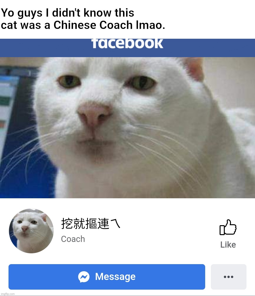 Yo what lessons the providin'? | Yo guys I didn't know this cat was a Chinese Coach lmao. | image tagged in memes,fun,cat,chinese | made w/ Imgflip meme maker