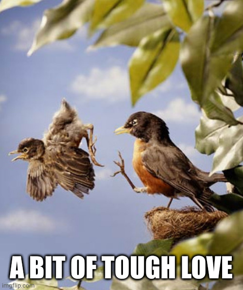 Tough love | A BIT OF TOUGH LOVE | image tagged in tough love | made w/ Imgflip meme maker