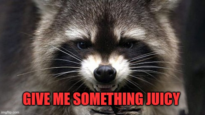 Evil Racoon | GIVE ME SOMETHING JUICY | image tagged in evil racoon | made w/ Imgflip meme maker