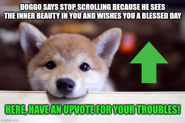 I wish you all a great day! |  DOGGO SAYS STOP SCROLLING BECAUSE HE SEES THE INNER BEAUTY IN YOU AND WISHES YOU A BLESSED DAY; HERE, HAVE AN UPVOTE FOR YOUR TROUBLES! | image tagged in cute dog,wholesome | made w/ Imgflip meme maker