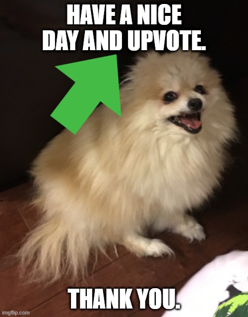 Cute doggo | HAVE A NICE DAY AND UPVOTE. THANK YOU. | image tagged in cute doggo | made w/ Imgflip meme maker