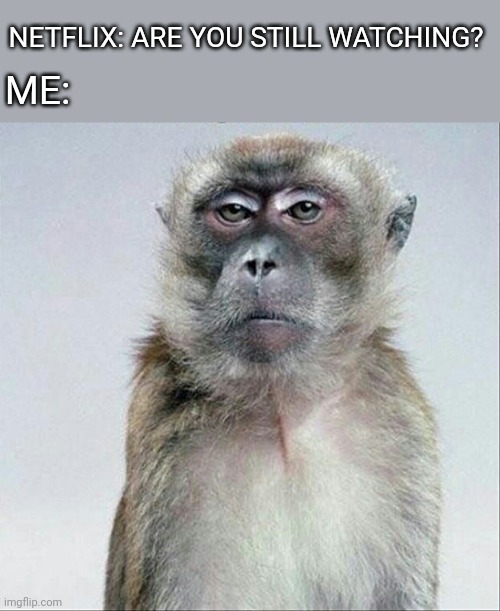 Blank face stare | NETFLIX: ARE YOU STILL WATCHING? ME: | image tagged in blank face stare | made w/ Imgflip meme maker