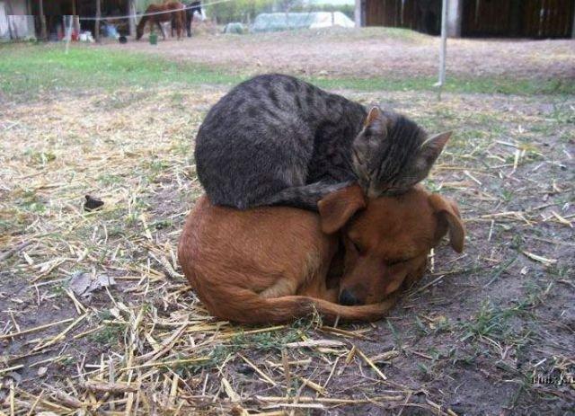 image tagged in animals,cats,dogs,cute