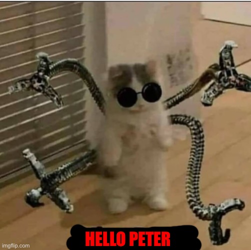 Hello Peter-cat | HELLO PETER | image tagged in cat | made w/ Imgflip meme maker