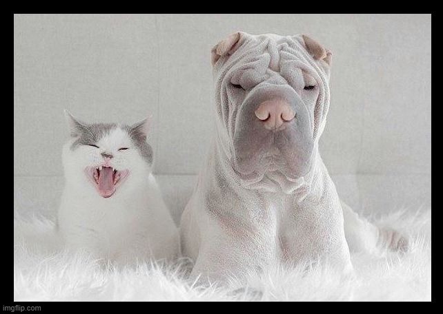 dog and cat annoyed | image tagged in dog and cat annoyed | made w/ Imgflip meme maker