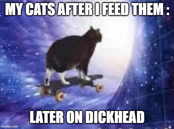  MY CATS AFTER I FEED THEM :; LATER ON DICKHEAD | image tagged in cats | made w/ Imgflip meme maker