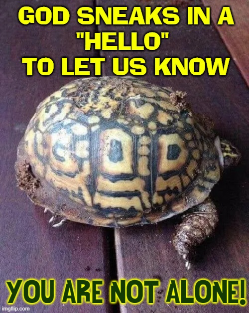 I Appreciate a Word from the Big Upstairs! |  GOD SNEAKS IN A
"HELLO" 
TO LET US KNOW; YOU ARE NOT ALONE! | image tagged in vince vance,turtle,god,nature,memes,you are not alone | made w/ Imgflip meme maker