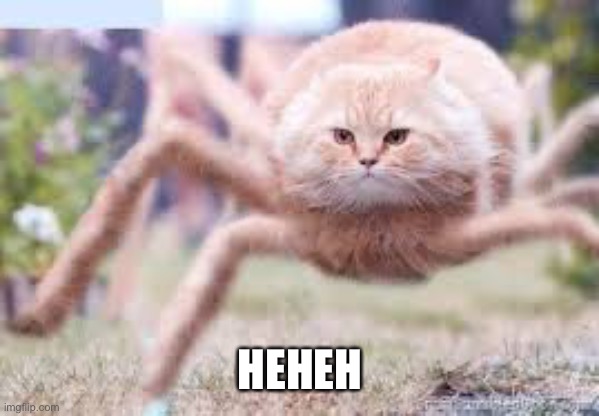 spider cat | HEHEH | image tagged in spider cat | made w/ Imgflip meme maker
