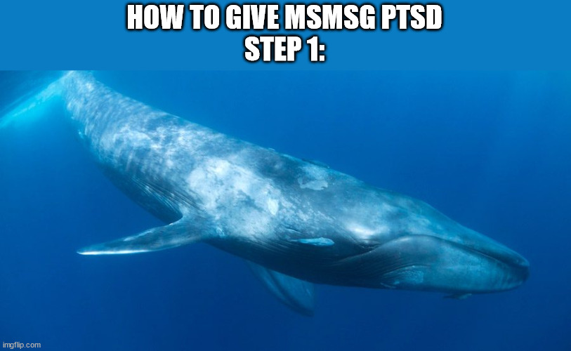 Blue Whale | HOW TO GIVE MSMSG PTSD
STEP 1: | image tagged in blue whale | made w/ Imgflip meme maker