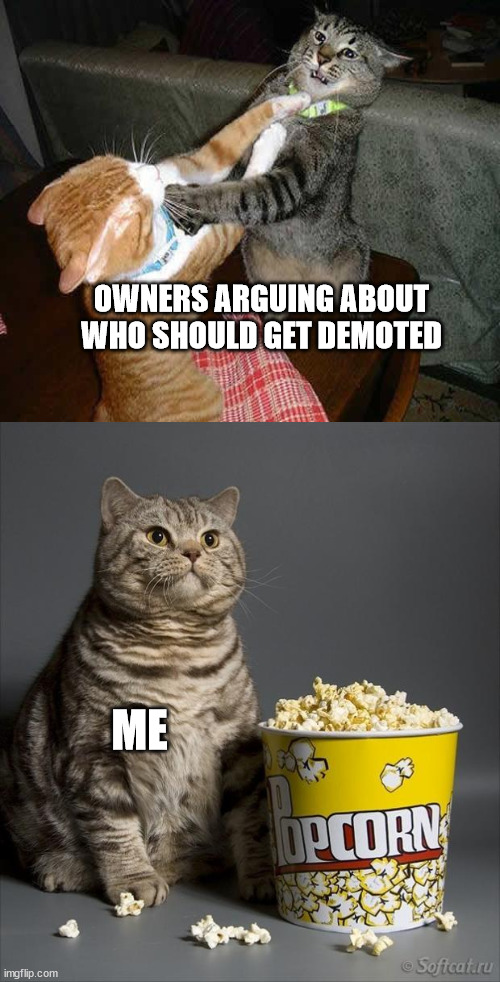 Cat watching other cats fight | OWNERS ARGUING ABOUT WHO SHOULD GET DEMOTED; ME | image tagged in cat watching other cats fight | made w/ Imgflip meme maker