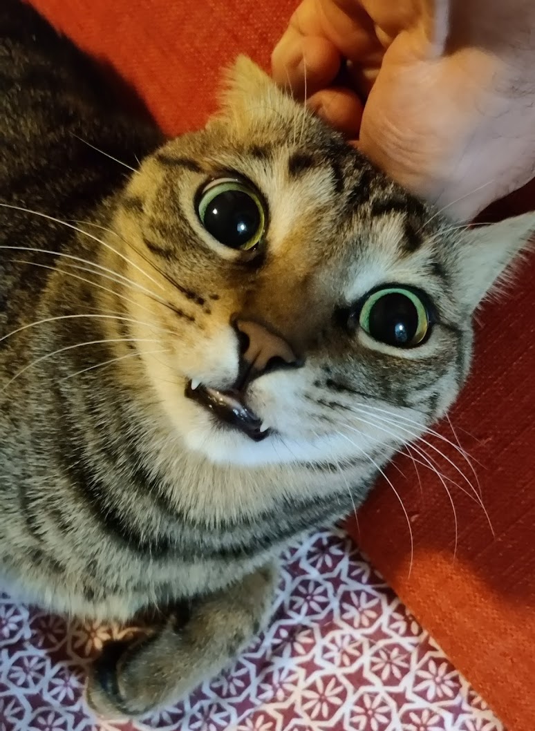 High Quality surprise cat Blank Meme Template