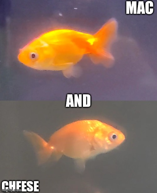Best quality photo. I got 2 new fish | MAC; AND; CHEESE | made w/ Imgflip meme maker