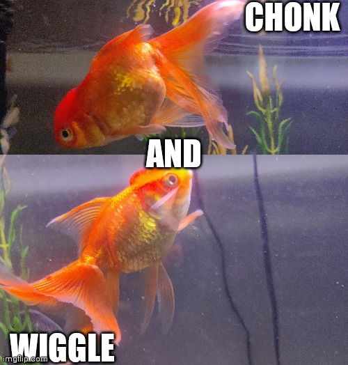 More fish | CHONK; AND; WIGGLE | made w/ Imgflip meme maker