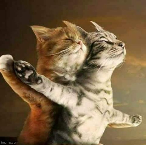 Titanic Remastered. | image tagged in cats,titanic | made w/ Imgflip meme maker