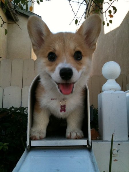 image tagged in dogs,animals,cute