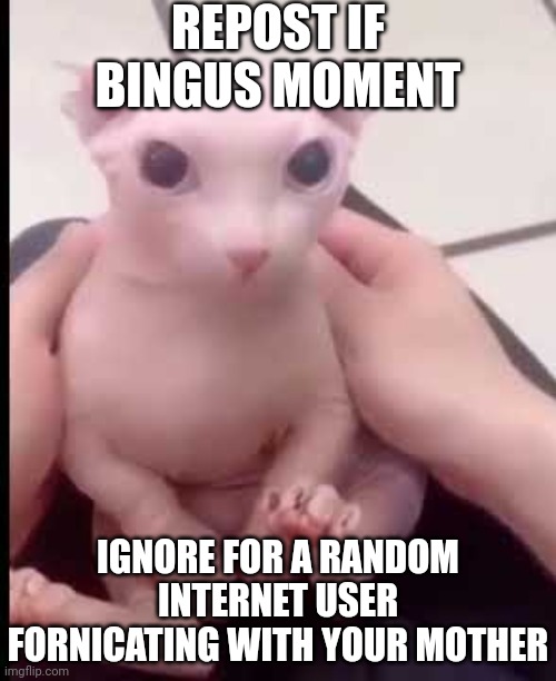 bingus moment | REPOST IF BINGUS MOMENT; IGNORE FOR A RANDOM INTERNET USER FORNICATING WITH YOUR MOTHER | image tagged in bingus moment | made w/ Imgflip meme maker