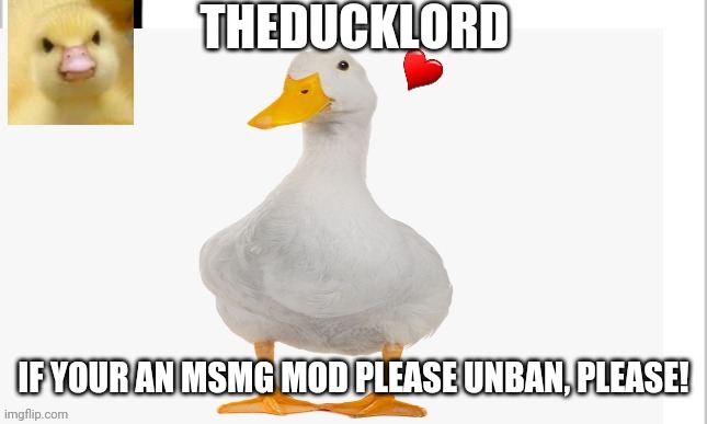 If msmg mod please notice! | IF YOUR AN MSMG MOD PLEASE UNBAN, PLEASE! | image tagged in theducklord temp | made w/ Imgflip meme maker