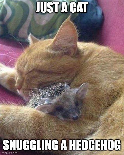 JUST DON'T SCARE THE HEDGEHOG |  JUST A CAT; SNUGGLING A HEDGEHOG | image tagged in cats,hedgehog,aww | made w/ Imgflip meme maker