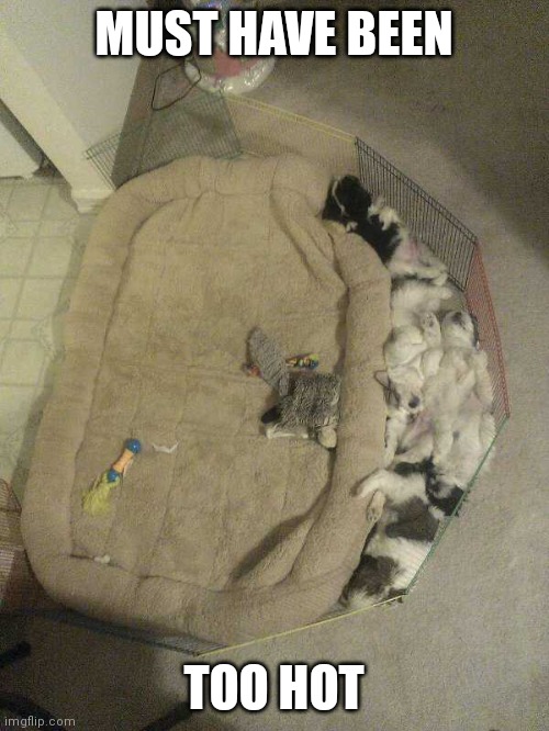 PUPPIES DON'T LIKE THE DOG BED | MUST HAVE BEEN; TOO HOT | image tagged in dogs,funny dogs,puppies | made w/ Imgflip meme maker