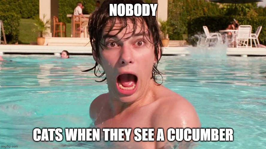 Nobody when cats see cucumber meme | NOBODY; CATS WHEN THEY SEE A CUCUMBER | image tagged in rodrick screaming | made w/ Imgflip meme maker