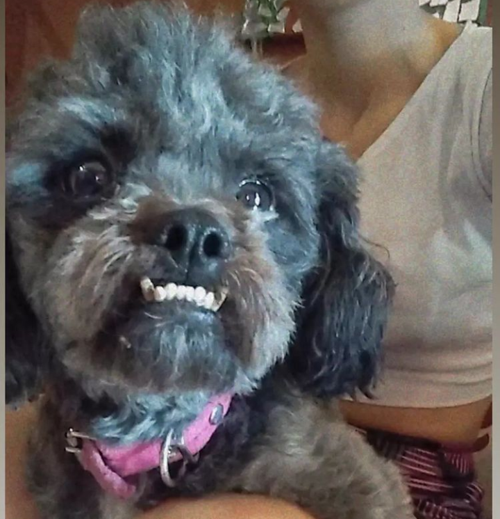 High Quality Dog Blank Meme Template