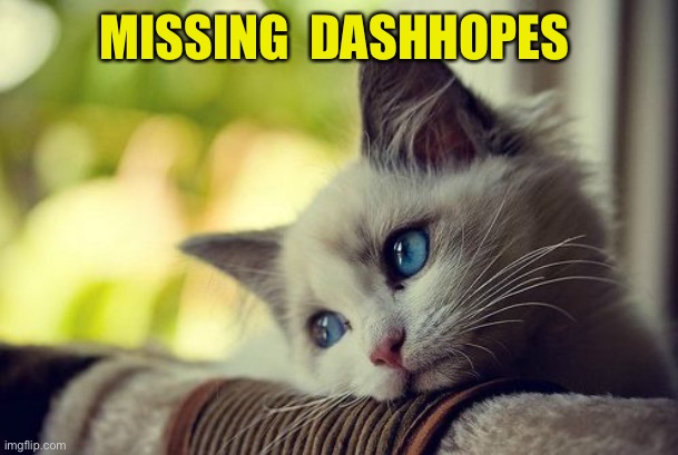 First World Problems Cat Meme | MISSING  DASHHOPES | image tagged in memes,first world problems cat | made w/ Imgflip meme maker