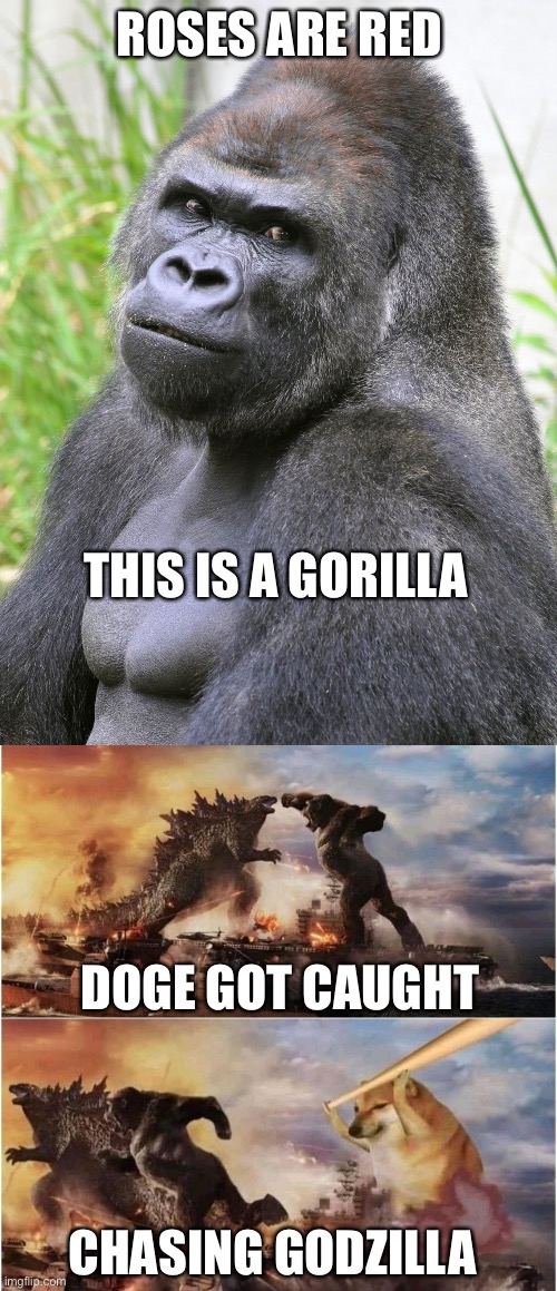 I am the best poet. | ROSES ARE RED; THIS IS A GORILLA; DOGE GOT CAUGHT; CHASING GODZILLA | image tagged in hot gorilla,kong godzilla doge | made w/ Imgflip meme maker