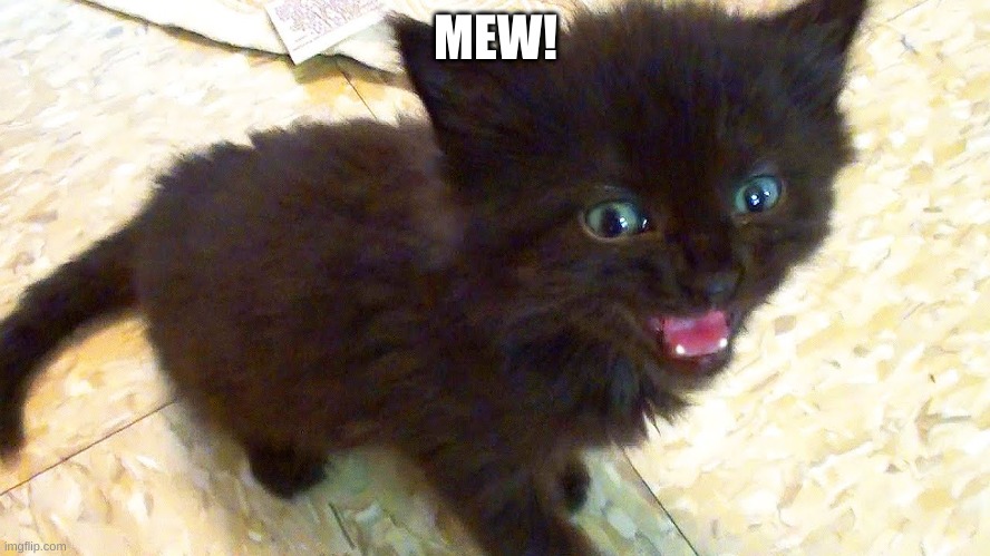 Tiny Black Kitten | MEW! | image tagged in tiny black kitten | made w/ Imgflip meme maker