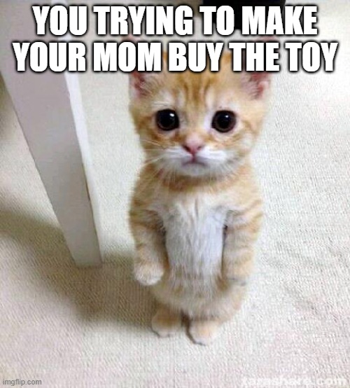 Cute Cat Meme | YOU TRYING TO MAKE YOUR MOM BUY THE TOY | image tagged in memes,cute cat | made w/ Imgflip meme maker