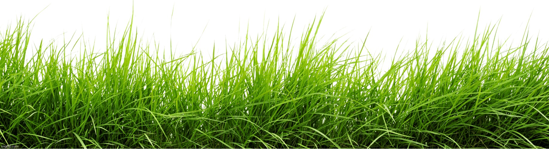 Grass | image tagged in grass | made w/ Imgflip meme maker