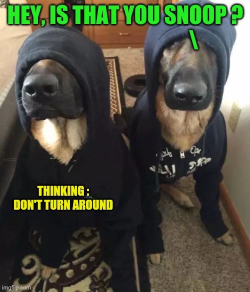 k9 undercover | HEY, IS THAT YOU SNOOP ?
                                 \ THINKING :
DON'T TURN AROUND | image tagged in k9 undercover | made w/ Imgflip meme maker